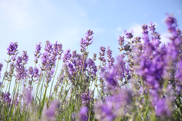 Fototapeta premium Beautiful blooming lavender field on summer day