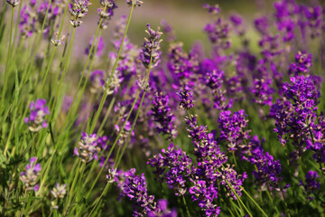 Beautiful blooming lavender field on summer day, closeup