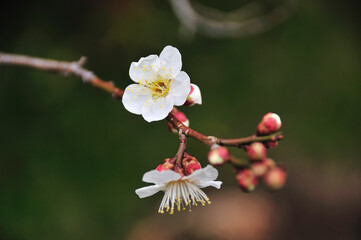 梅の花