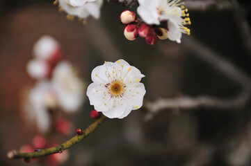 梅の花