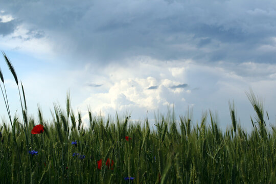 flower meadow