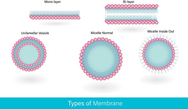 Types of plasma membrane of cell: . liposome, membrane, cell, Monolayer, bi layer, Uni lamellar, Micelle. vector illustration medical diagram for educational purpose