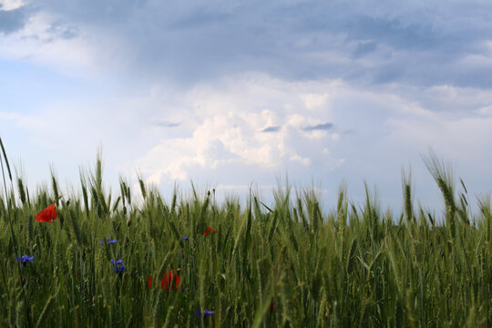 flower meadow
