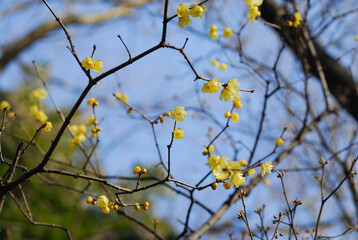 ロウバイ