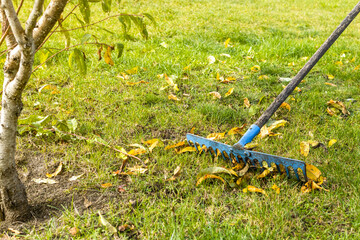 Raking dead leaves lying around a pear tree
