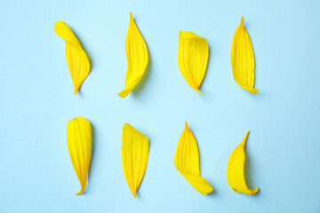 Fresh yellow sunflower petals on light blue background, flat lay
