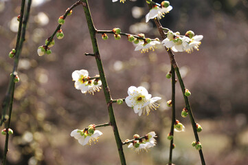 梅の花