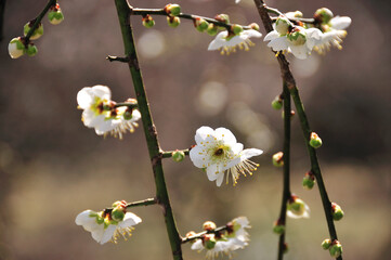 Obraz premium 梅の花