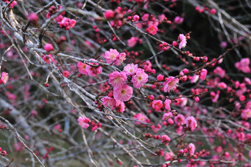 梅の花