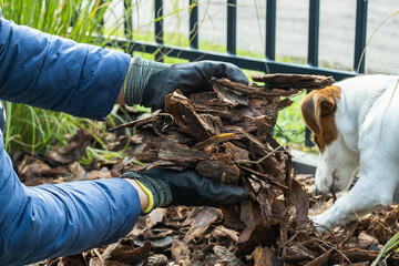Laying the bark around the plant and the dog in the background