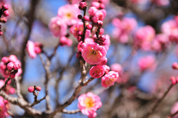 梅の花