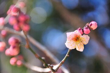 梅の花