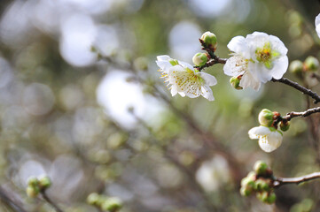 梅の花