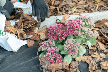 Laying the bark around a flower in the garden with a bag of bark in the background