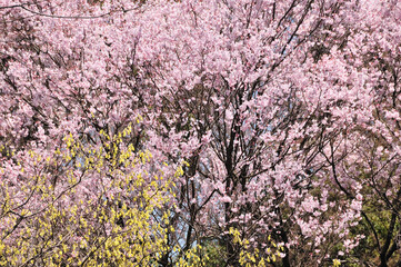 桜