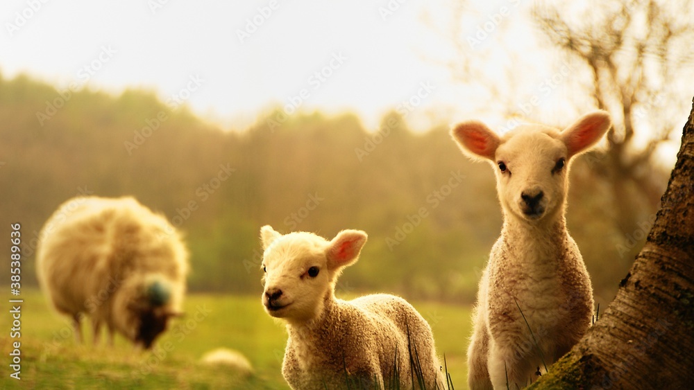 Wall mural baby lamb 