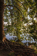 The roots of a tree in the shade of its branches in an autumn morning