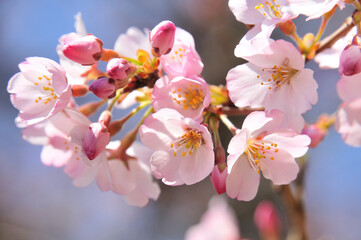 桜