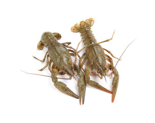 Fresh raw crayfishes isolated on white, top view. Healthy seafood