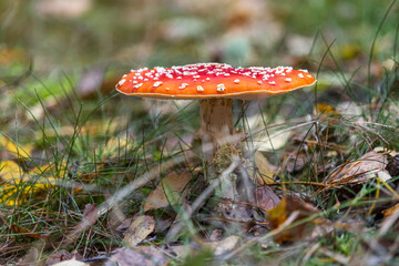 A red toadstool among autumn leaves