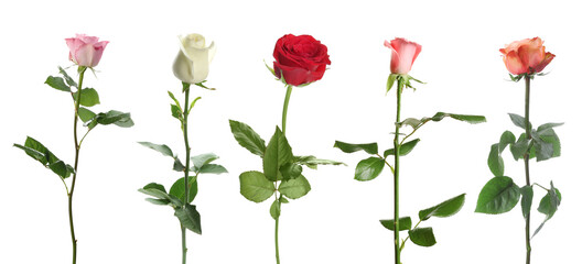 Set of different roses on white background. Banner design