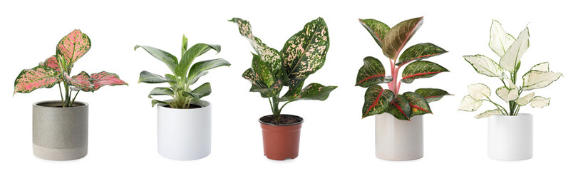 Set of Aglaonema plants for house on white background. Banner design - obrazy, fototapety, plakaty