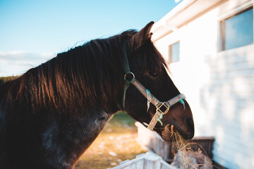 portrait of a horse