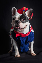 Beautiful french bulldog full body studio portrait. Dog dressed as a king standing and looking happy to the front - isolated over dark background.