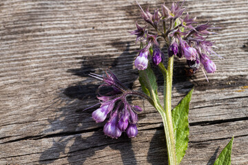 Symphytum officinale, other species of Symphytum, comfrey on wooden table. Collecting medicinal herbs and plants