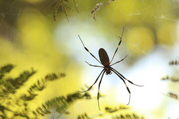 Spider 