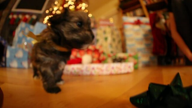 Close up, puppy plays with Santa hat under Christmas tree