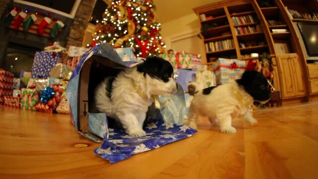 Close up, puppies escape from present under Christmas tree