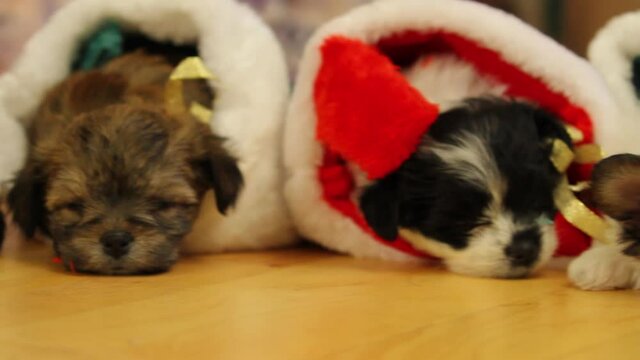 Close up of puppies sleeping in Christmas stocking, dolly right