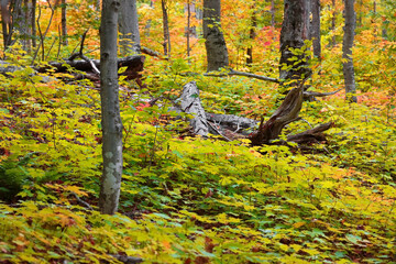 Dead trees in the middle of lush Maple plants in autumn time