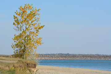 Colorado autumn lake landscape with tee with yellow autumn leaves at Lake Standley in Westminster Colorado