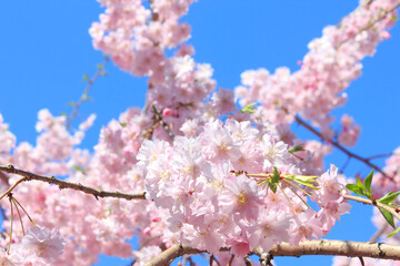 満開の桜