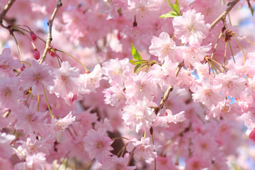満開の桜
