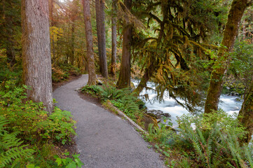 Hiking Trail Along the Nooksack River in the Pacific Northwest. The Horseshoe Bend Trail is a beautiful hike along the Nooksack River surrounded by huge fir trees and rushing water. Washington state.