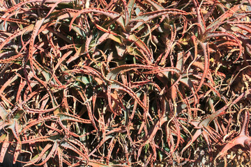 日焼けしたアロエ