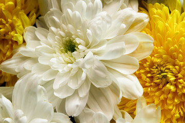 Yellow and white flower