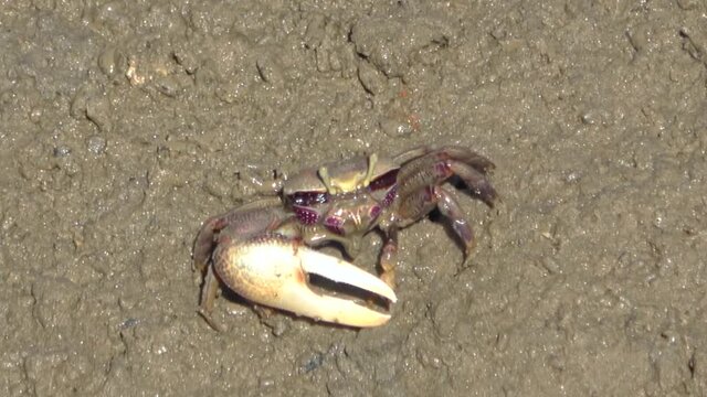 A type of crab Uca tangeri is feeding in its habitat