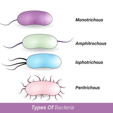Types of bacteria based on flagella number: Monotrichous, Amphitrichous, Lophotrichous, peritrichous. types of microbe. vector illustration