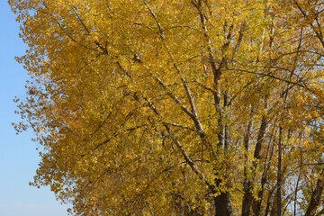 Colorado golden autumn leaves against blue sky