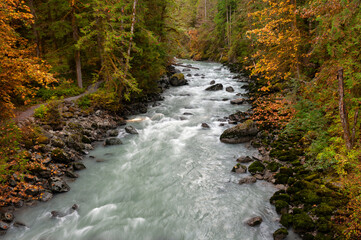 Fall Colors Along the Nooksack River in this Pacific Northwest Rain Forest. Silky smooth water, reds and yellows, dominate the landscape of this Washington state destination near Mt. Baker, Washington