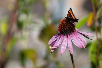 A close up of an admiral butterfly pitched on a blooming pink cornflower. The flower has curled petals. The orange and black butterfly has its wings open. The background is a blurry colorful garden. 