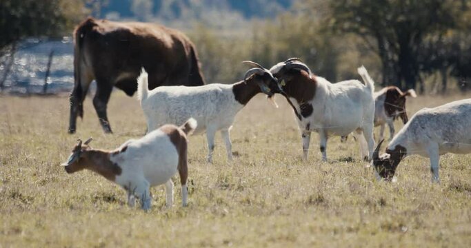 Goat love caress pee animal herd on grass autumn pasture farm by lake