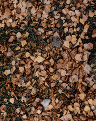 Otoño y sus hojas café 