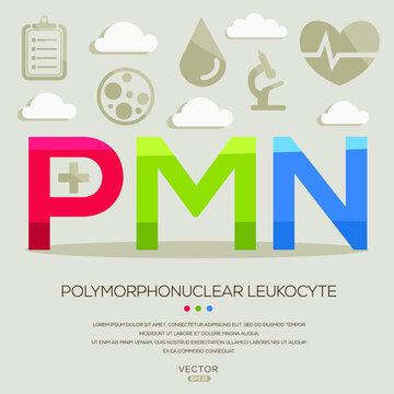 PMN mean (polymorphonuclear&nbsp;leukocyte) medical acronyms ,letters and icons ,Vector illustration.
