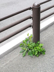 アスファルトの隙間から生える雑草