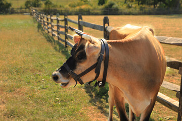 Brown cow in the field with the wooden fence on the back